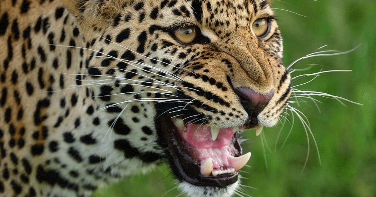 Close-up of a snarling leopard showing its teeth.