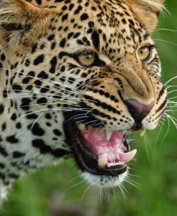 Close-up of a snarling leopard showing its teeth.