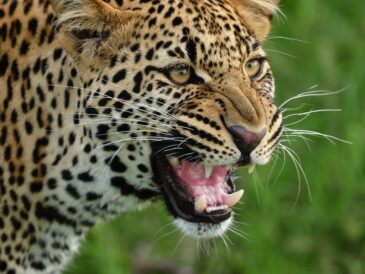 Close-up of a snarling leopard showing its teeth.